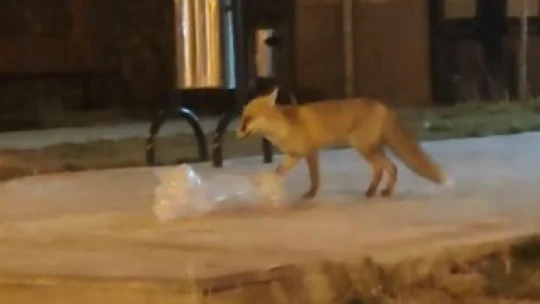 Elazığ'da aç kalan tilki şehir merkezine indi