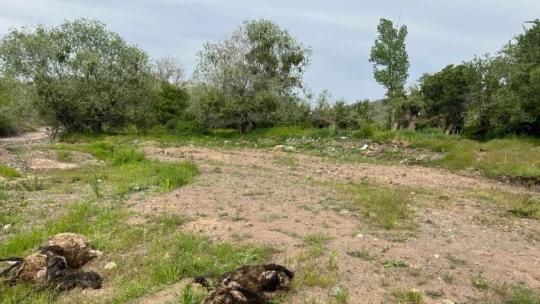 Elazığ'da ağıla giren kurt sürüsü, 21 koyunu telef etti