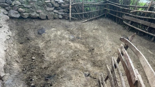 Elazığ'da ağıla giren kurt sürüsü, 21 koyunu telef etti