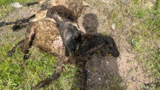 Elazığ'da ağıla giren kurt sürüsü, 21 koyunu telef etti