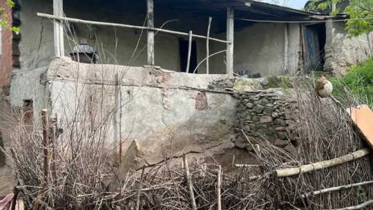 Elazığ'da ağıla giren kurt sürüsü, 21 koyunu telef etti