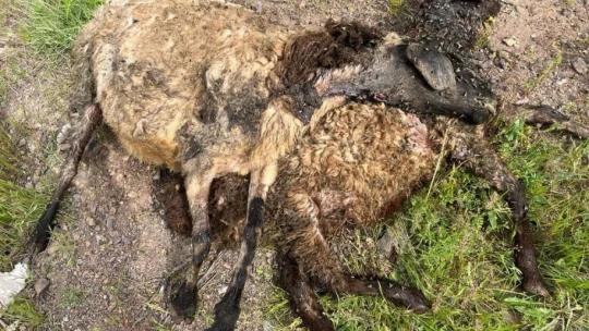 Elazığ'da ağıla giren kurt sürüsü, 21 koyunu telef etti