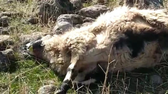 Elazığ'da ağıla giren kurtlar, 53 koyunu telef etti