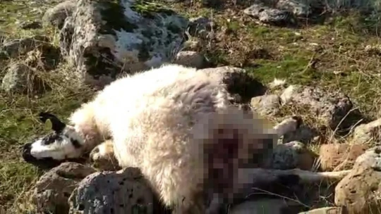 Elazığ'da ağıla giren kurtlar, 53 koyunu telef etti