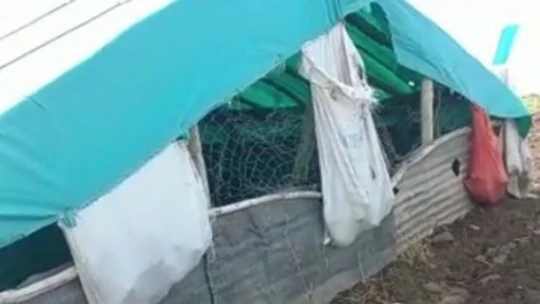Elazığ'da ağıla giren kurtlar, 53 koyunu telef etti