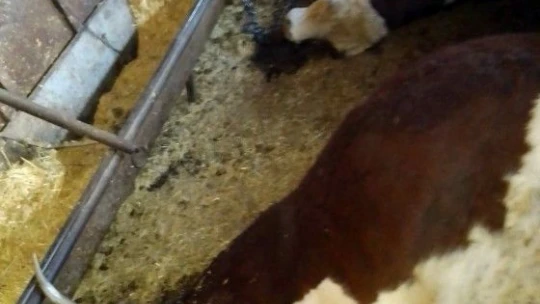 Elazığ'da ağıla yıldırım düştü, 3 büyükbaş hayvan telef oldu