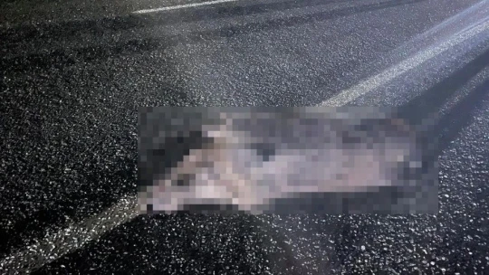 Elazığ'da araç domuz sürüsüne çarptı: 2 yaralı