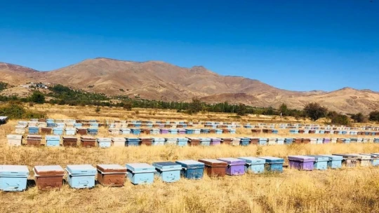 Elazığ'da arılı kovan denetimleri sürüyor