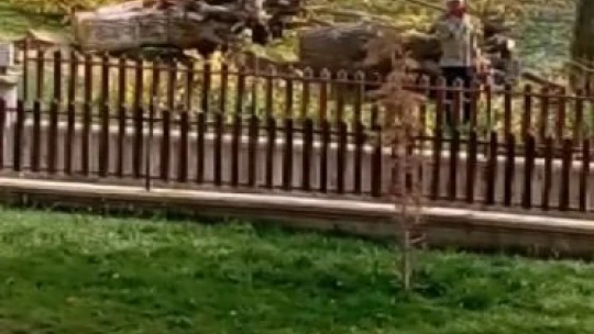 Elazığ'da asırlık 24 dut ağacı kesildi