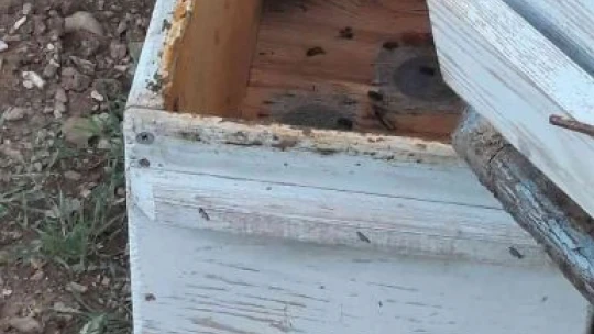 Elazığ'da ayılar arı kovanlarını parçaladı