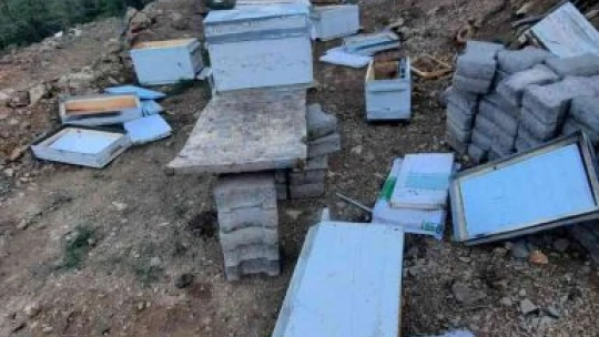 Elazığ'da ayılar arı kovanlarını parçaladı