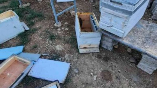 Elazığ'da ayılar arı kovanlarını parçaladı
