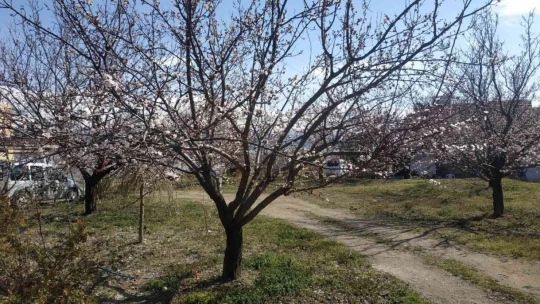 Elazığ'da badem ve kayısı ağaçları çiçek açtı