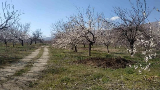 Elazığ'da badem ve kayısı ağaçları çiçek açtı