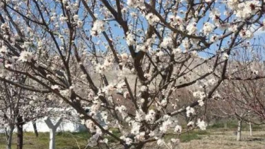 Elazığ'da badem ve kayısı ağaçları çiçek açtı