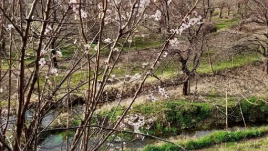 Elazığ'da baharın habercisi bademler çiçek açtı