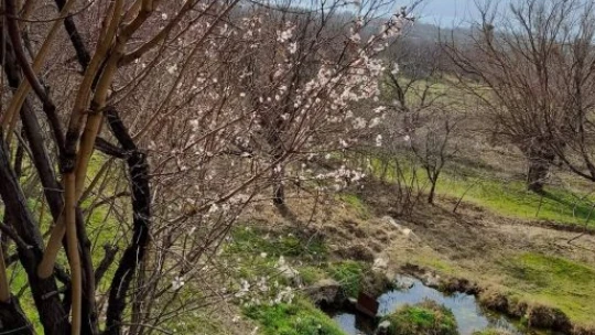 Elazığ'da baharın habercisi bademler çiçek açtı