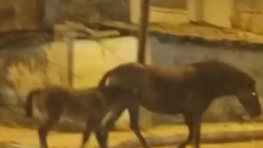 Elazığ'da başıboş atlar cadde ve sokaklarda ilginç görüntüler oluşturdu