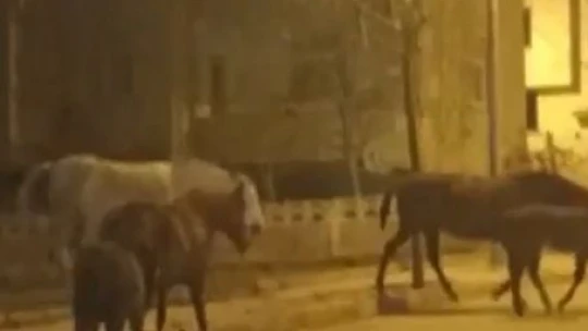 Elazığ'da başıboş atlar cadde ve sokaklarda ilginç görüntüler oluşturdu