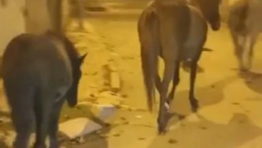 Elazığ'da başıboş atlar cadde ve sokaklarda ilginç görüntüler oluşturdu