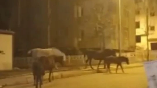 Elazığ'da başıboş atlar cadde ve sokaklarda ilginç görüntüler oluşturdu