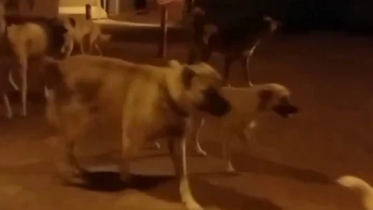 Elazığ'da başıboş köpekler 150 tavuğu telef etti