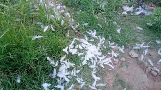 Elazığ'da başıboş köpekler 150 tavuğu telef etti