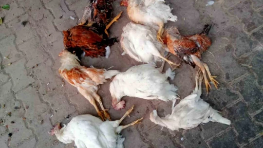 Elazığ'da başıboş köpekler 150 tavuğu telef etti