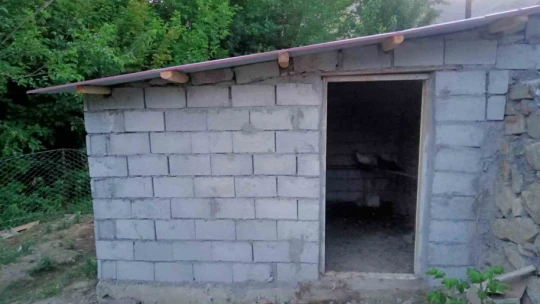 Elazığ'da başıboş köpekler 150 tavuğu telef etti