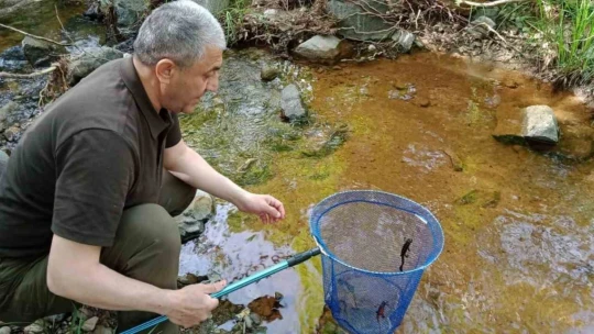 Elazığ'da benekli semender izleme çalışması yapıldı