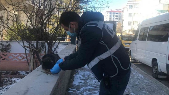 Elazığ'da çatıda mahsur kalan kedi için HAYDİ ve itfaiye ekipleri seferber oldu