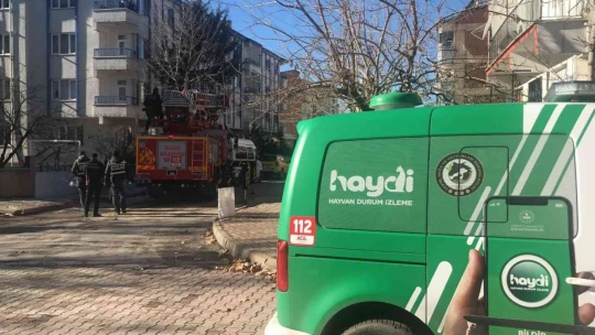 Elazığ'da çatıda mahsur kalan kedi için HAYDİ ve itfaiye ekipleri seferber oldu