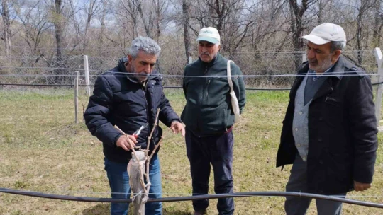 Elazığ'da çiftçilere bağ budama eğitimi