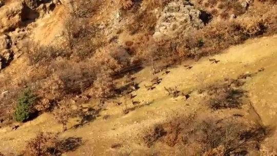 Elazığ'da dağ keçileri sürü halinde görüntülendi