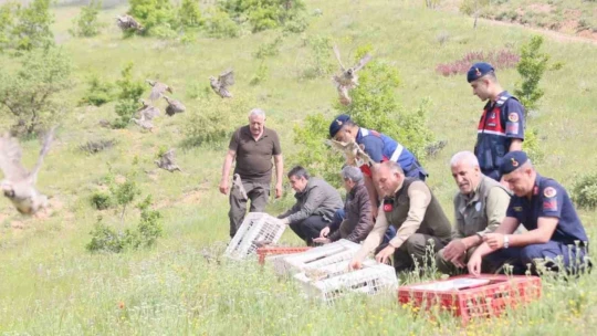 Elazığ'da doğaya keklik salımı yapıldı