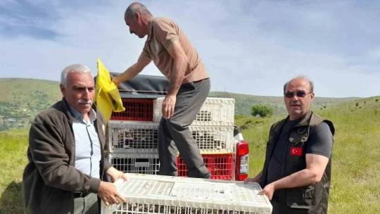 Elazığ'da doğaya keklik salımı yapıldı