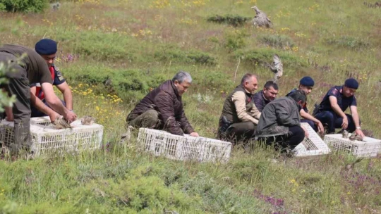 Elazığ'da doğaya keklik salımı yapıldı