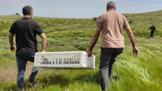 Elazığ'da doğaya keklik salımı yapıldı