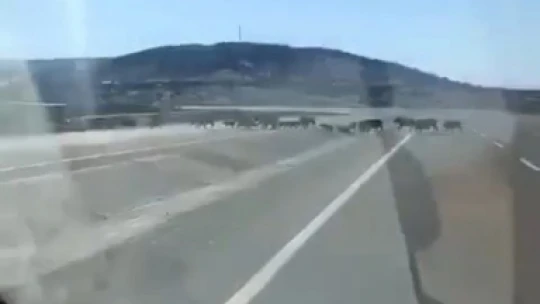 Elazığ'da domuz sürüsü görüntülendi