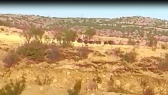 Elazığ'da domuz sürüsünün kaçış anı görüntülendi