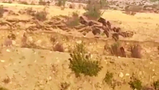 Elazığ'da domuz sürüsünün kaçış anı görüntülendi