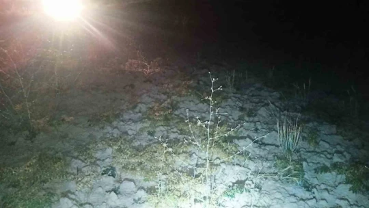 Elazığ'da domuzlar tarlalara dadandı, köylüler nöbet tutmaya başladı
