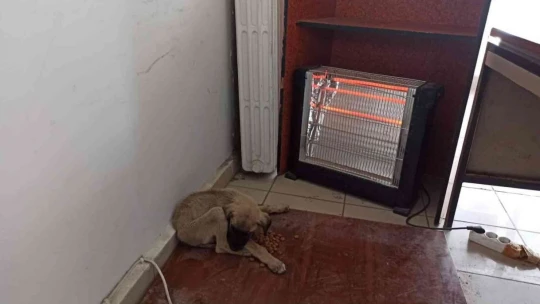 Elazığ'da donmak üzere olan yavru köpeğe polisler sahip çıktı