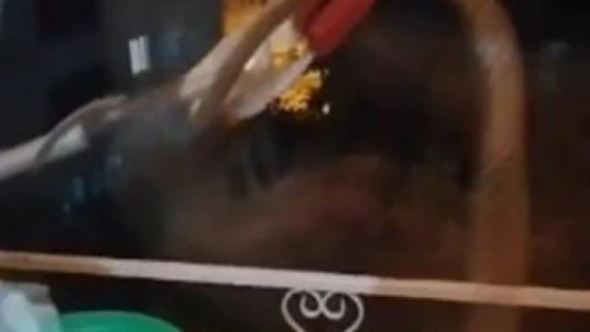 Elazığ'da eve giren yılan paniğe neden oldu