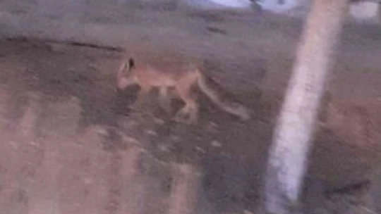 Elazığ'da evlerin etrafında yiyecek arayan tilki görüntülendi