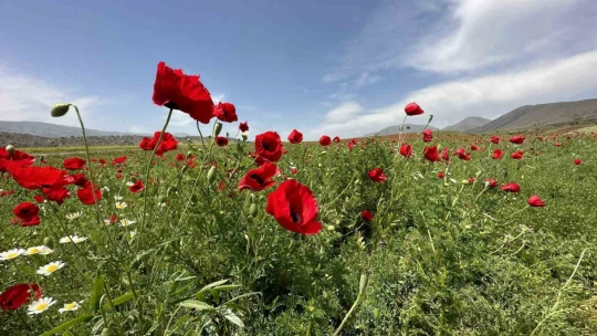 Elazığ'da gelincikler tarlaları kırmızıya boyadı
