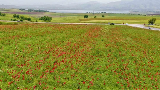 Elazığ'da gelincikler tarlaları kırmızıya boyadı