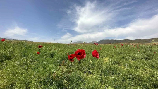 Elazığ'da gelincikler tarlaları kırmızıya boyadı