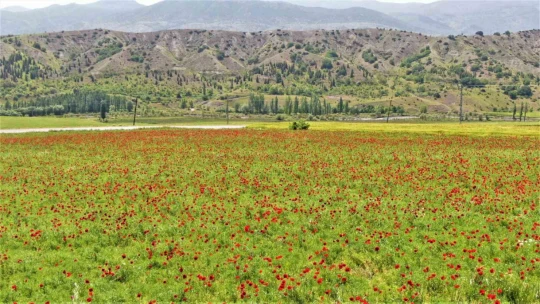 Elazığ'da gelincikler tarlaları kırmızıya boyadı