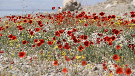 Elazığ'da gelinciklerin görsel şöleni